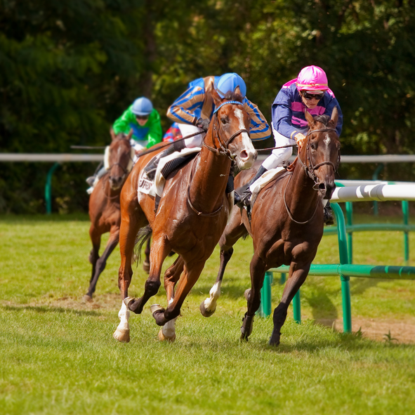 How Fans and Dehumidifiers Keep Horses in Prime Condition