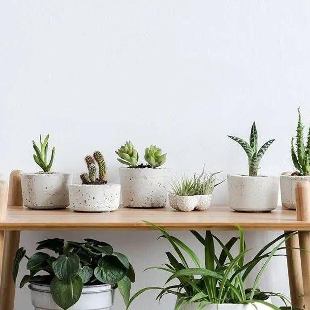 Humidifiers: The Secret To Being a Better Plant Parent - Solenco South Africa