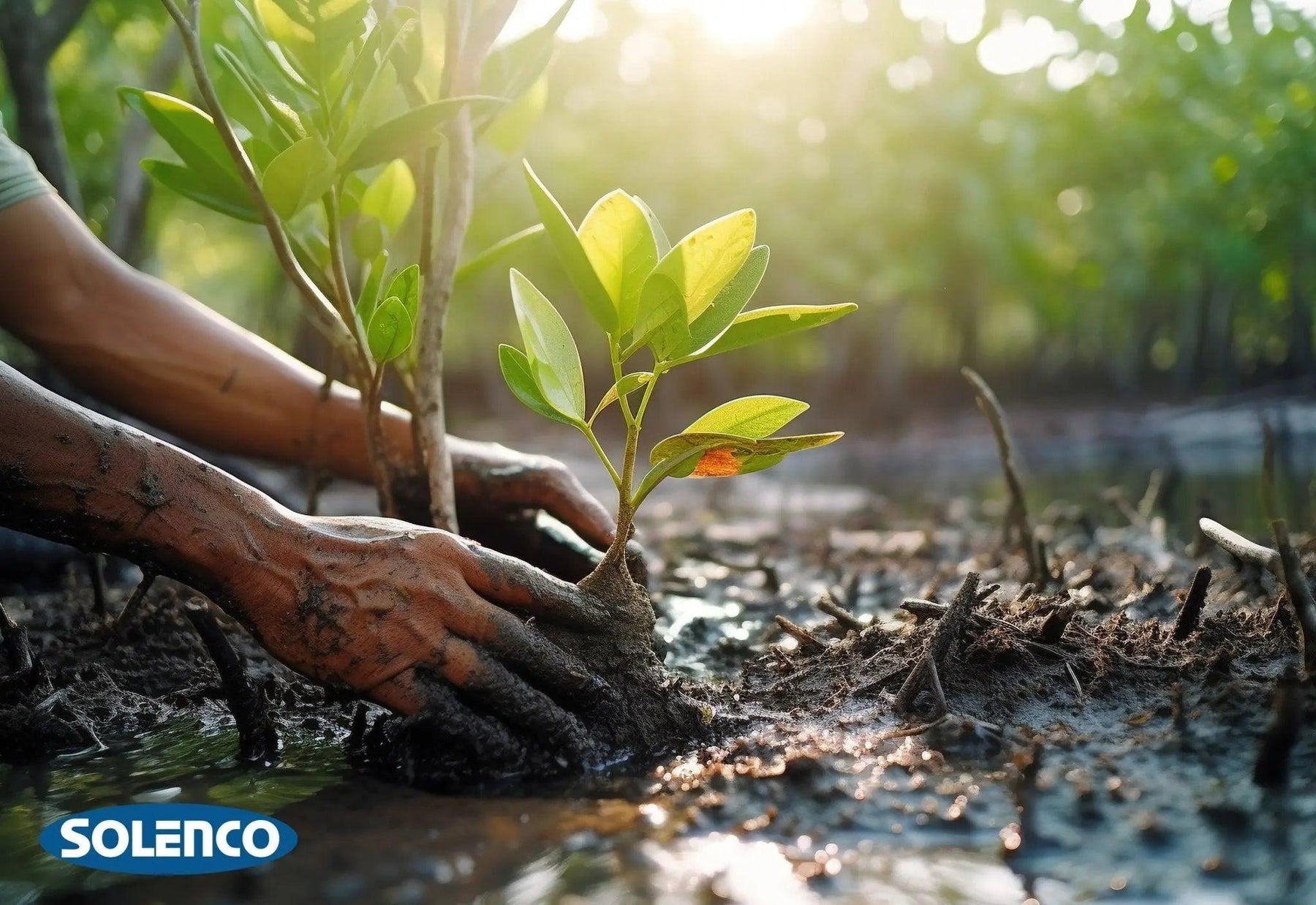 Planting a Greener Future: Solenco's Commitment to Reforestation - Solenco South Africa